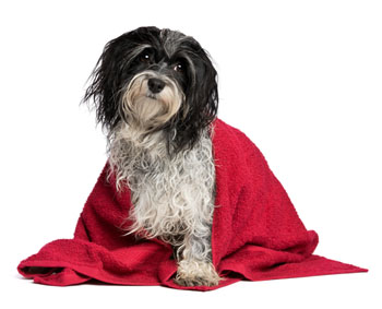 dog in blanket